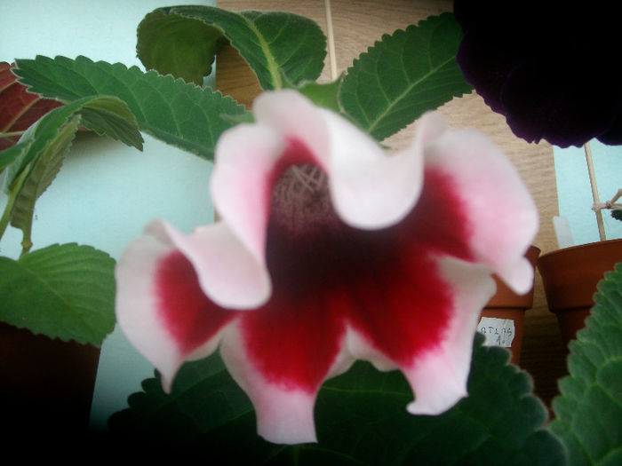 SANY5373 - Gloxinia-2013