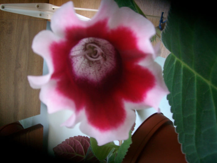 SANY5374 - Gloxinia-2013