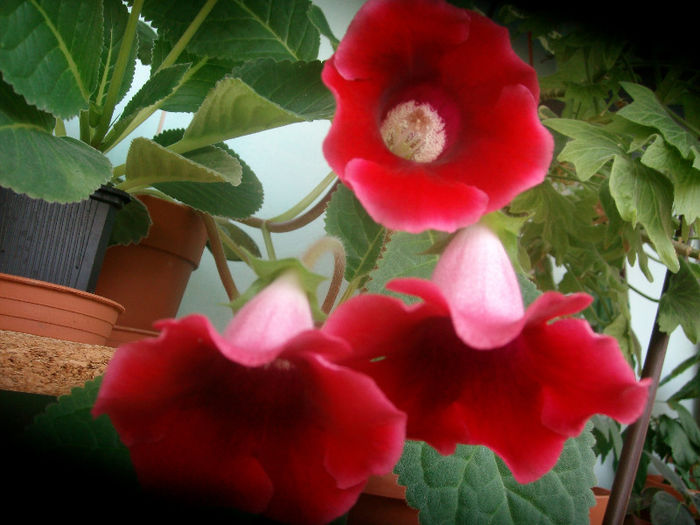 SANY5423 - Gloxinia-2013