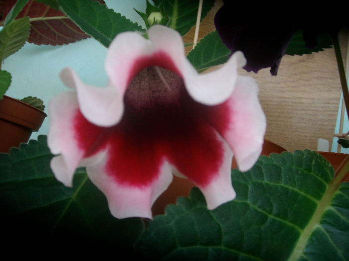 SANY5424 - Gloxinia-2013