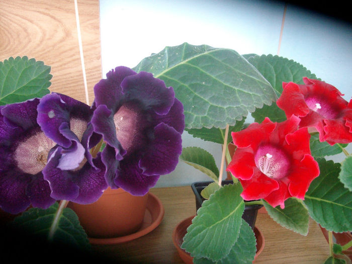 SANY5425 - Gloxinia-2013