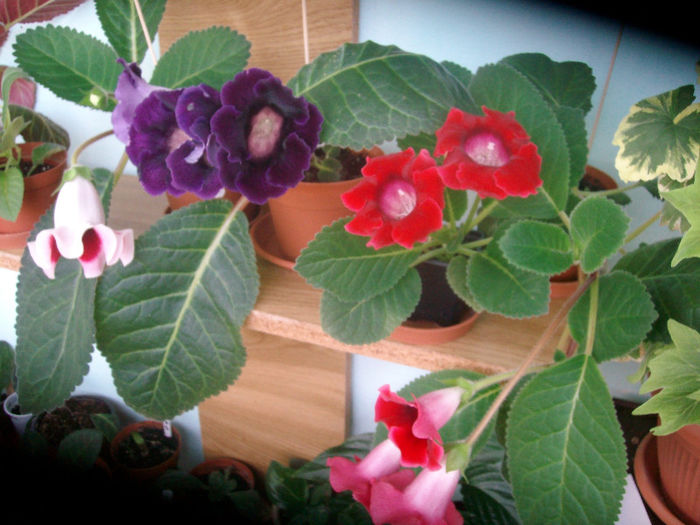 SANY5426 - Gloxinia-2013