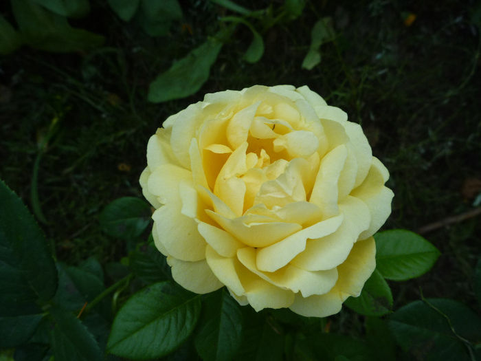 Michelangelo - Trandafiri 2013 - I