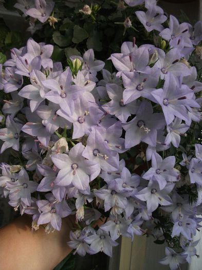 DSCF4696 - Campanula 2013