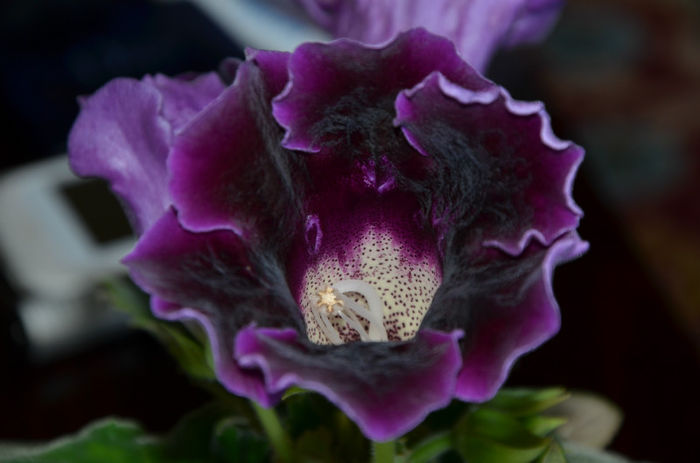 Violacea Tigrat - Hibrizi Crep de Chine si Violacea