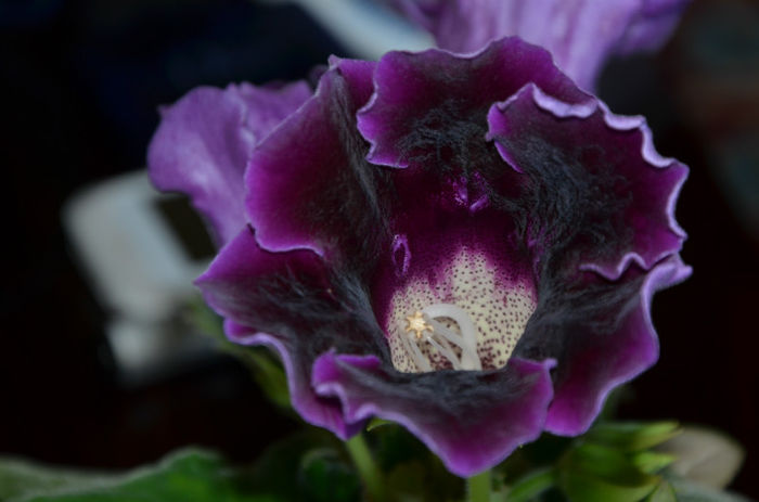 Violacea Tigrat - Hibrizi Crep de Chine si Violacea