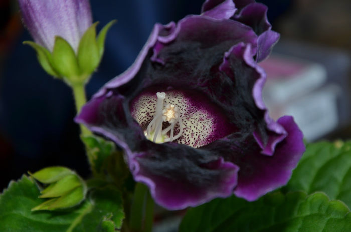 Violacea Tigrat - Hibrizi Crep de Chine si Violacea