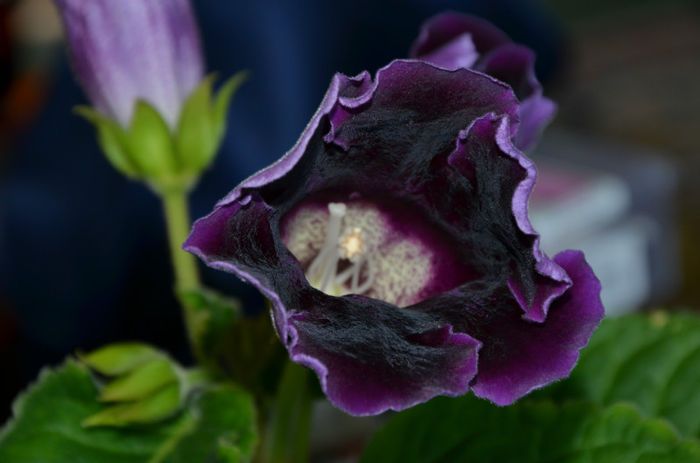 Violacea Tigrat - Hibrizi Crep de Chine si Violacea