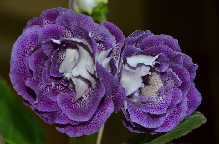 Koketka  Blue - Gloxinii 2013