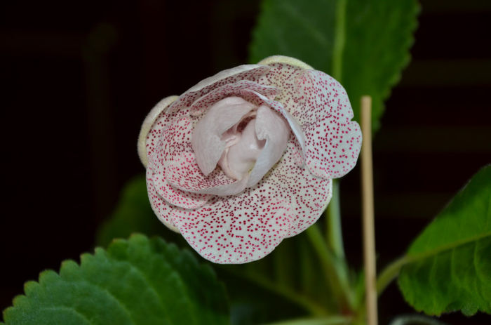 Koketka Pink - Gloxinii 2013