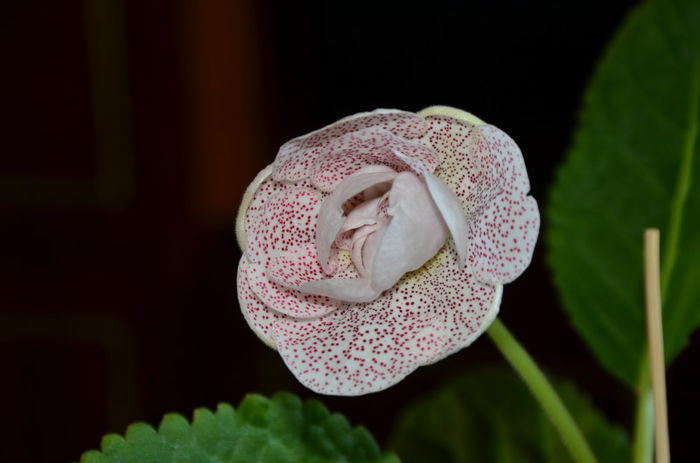 Koketka Pink - Gloxinii 2013