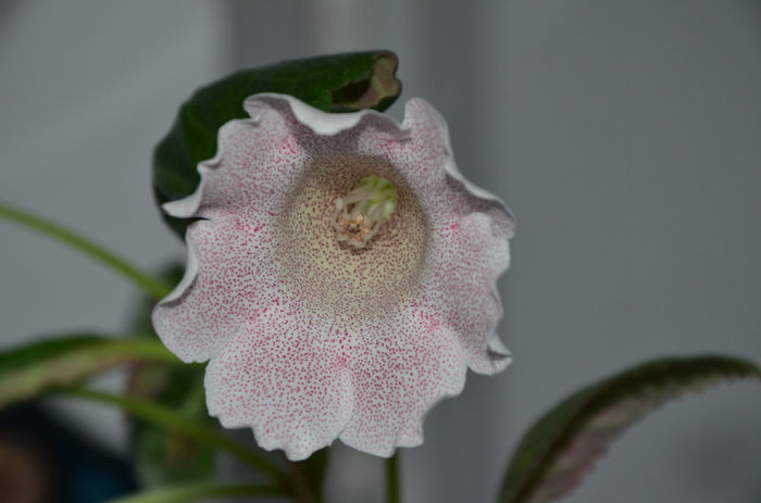 Tigrina Pink - Gloxinii 2013
