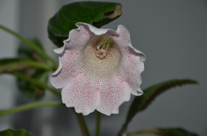 Tigrina Pink - Gloxinii 2013