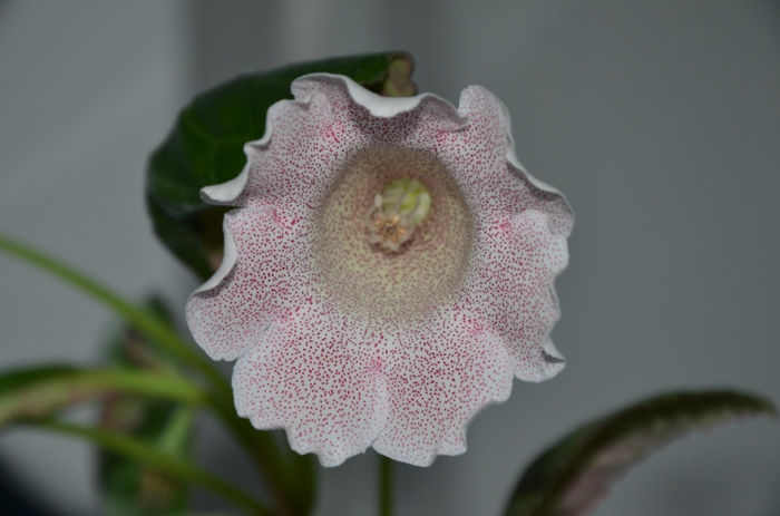 Tigrina Pink - Gloxinii 2013