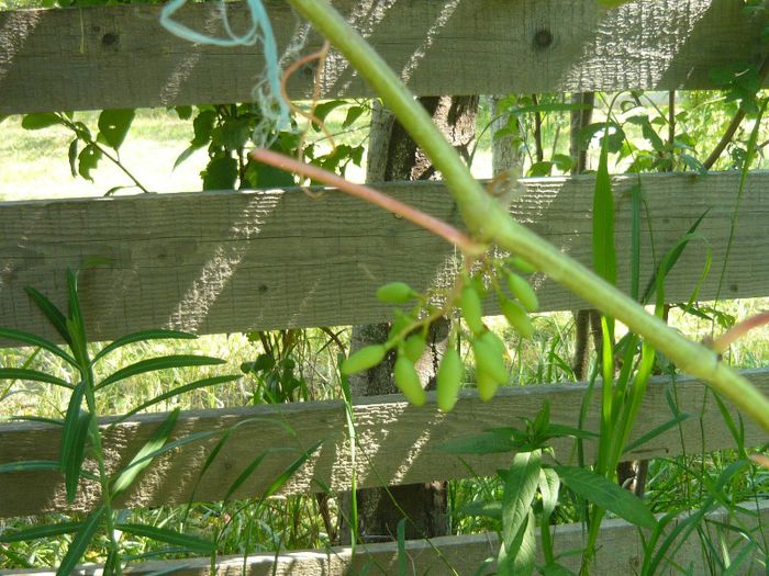 P1040935 - struguri de masa