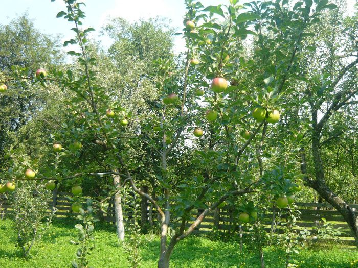 p - plantare pomi fructiferi 2o12