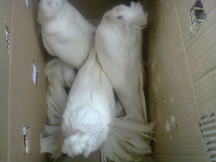 puii mei tobosari germani