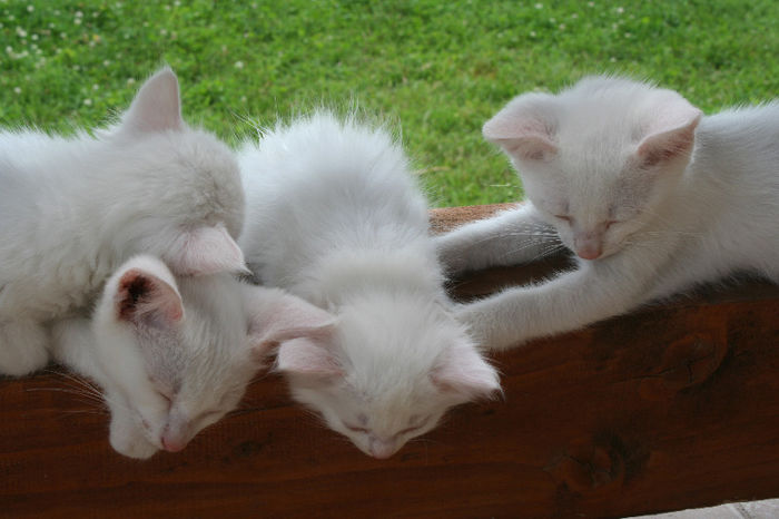 IMG_6799 - zzz Pisicile noastre