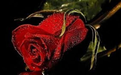 xoEternityChannel - Alege o poza cu un trandafir