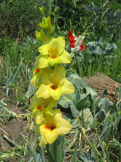 IMG_2890 - gladiole