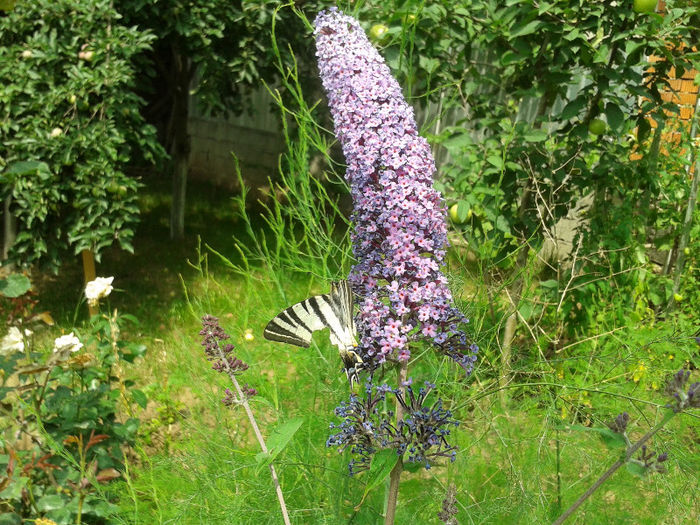 Liliac de vara; Buddleja Davidii
