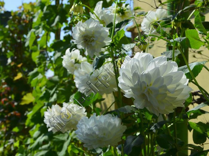 Dalie alba - Flori gradina