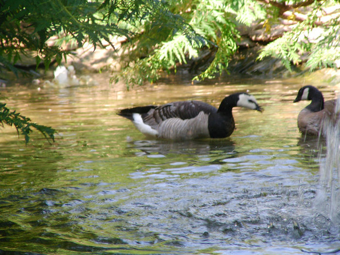 SANY0059 - lac pasari apa  2013