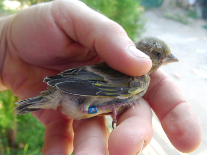 primul pui de florinte  iesit din cuib