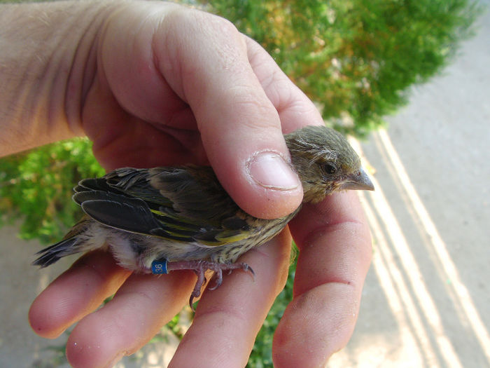 primul pui de florinte  iesit din cuib