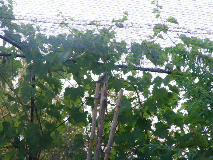 prima zi cand paraseste cuibul