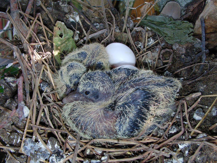 pui turturica de senegal