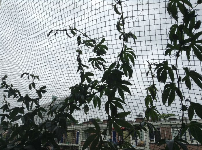 Passiflorele mele :)