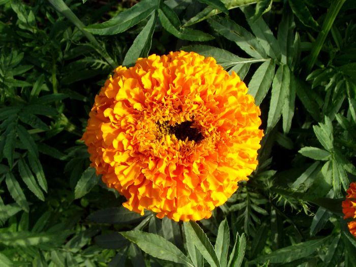 craite orange
