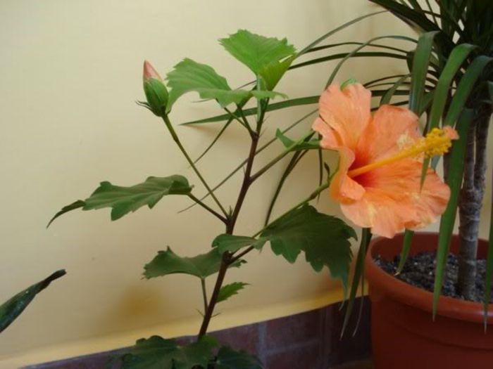 hibiscus portocaliu (1) - hibiscus