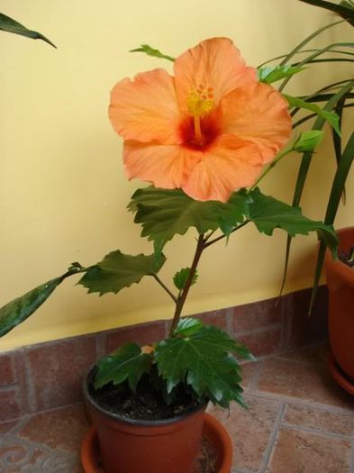 hibiscus portocaliu (2) - hibiscus