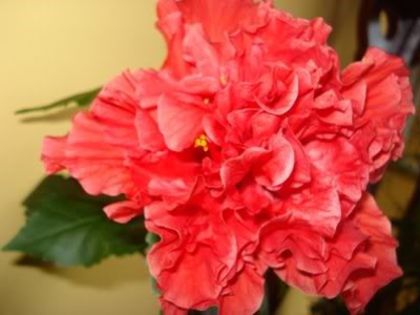 hibiscus rosu involt (3) - hibiscus