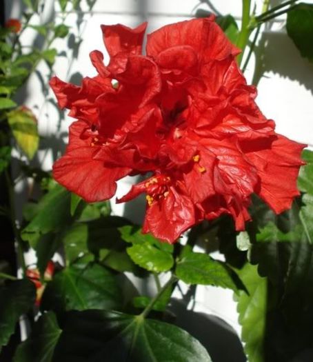 hibiscus rosu involt (6) - hibiscus
