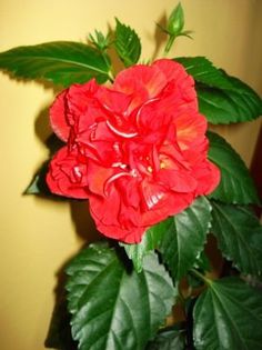 hibiscus rosu involt (7) - hibiscus