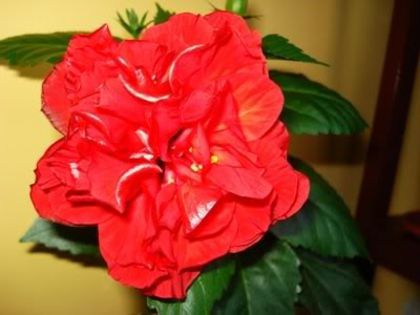 hibiscus rosu involt (8) - hibiscus
