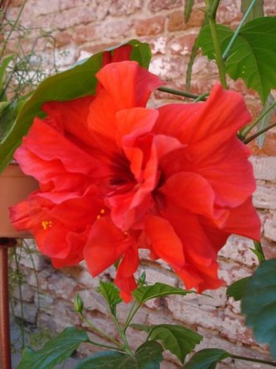 hibiscus rosu involt (9) - hibiscus