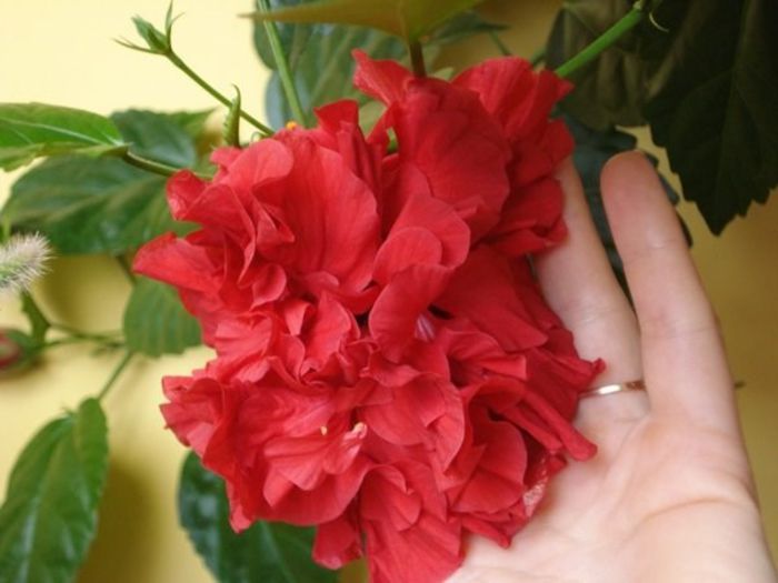 hibiscus rosu involt (10) - hibiscus