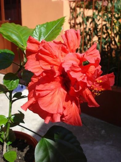 hibiscus rosu involt (11) - hibiscus
