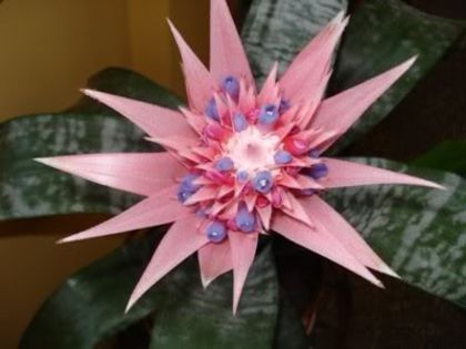 aechmea (27)