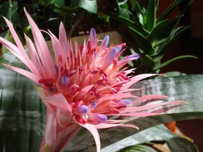 aechmea (29)