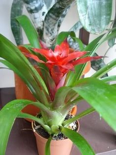 guzmania (1)