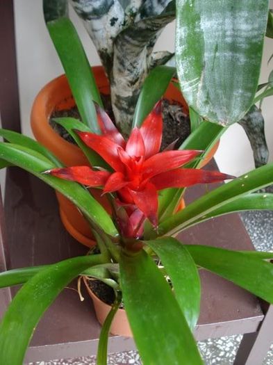 guzmania (2)