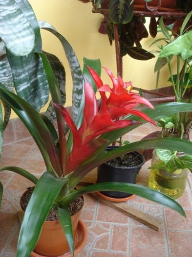 guzmania (3) - aechmea si inrudite