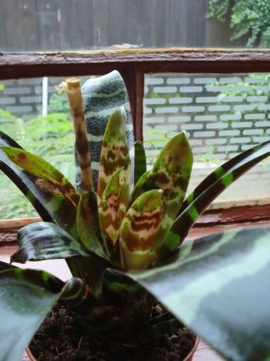 vriesea (1) - aechmea si inrudite