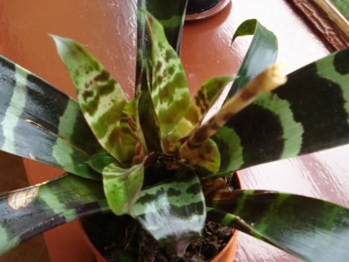 vriesea (2) - aechmea si inrudite