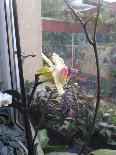 Fotografie-0053 - iulie 2013